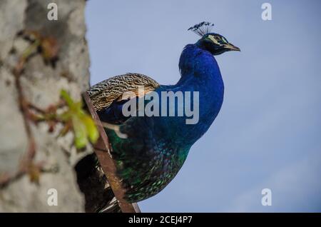 Peafowl is a common name for three bird species in the genera Pavo, the pheasants and their allies. Male peafowl are referred to as peacocks. Stock Photo
