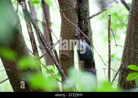 Booby Trap IED from soviet hand grenade F1 and tripwire Stock Photo