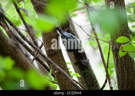Booby Trap IED from soviet hand grenade F1 and tripwire Stock Photo