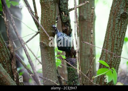 Booby Trap IED from soviet hand grenade F1 and tripwire Stock Photo