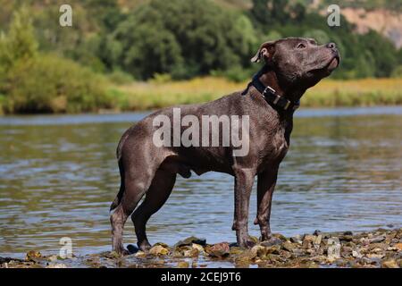 English Staffordshire Bull Terrier Posing on the Vltava River Bank. Blue Staffy Standing next to Water in Czech Nature. Stock Photo