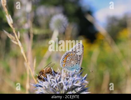 The Common Blue Butterfly and Western Honey Bee Pollinate Great Globe-Thistle on Czech Meadow. Polyommatus Icarus and European Honey Bee in Nature. Stock Photo