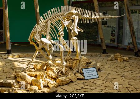 TSKALTUBO, GEORGIA - MARCH 19, 2018: Skeleton of dinosaur, located in Sataplia Nature Reserve near Kutaisi town, Georgia. Educating about exstinct Stock Photo