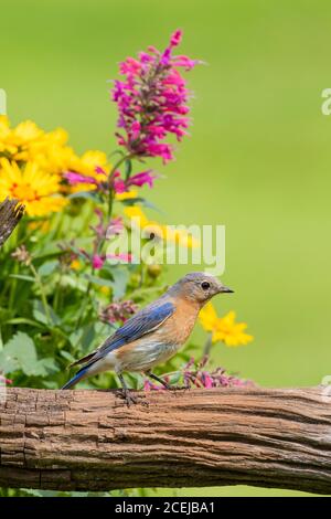 01377-18119 Eastern Bluebird (Sialia sialis) female on fence near flower garden Marion Co. IL Stock Photo