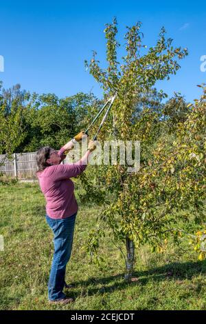 Woman pruning plum tree in her garden using long handled pruning shears. Stock Photo