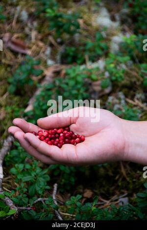 Woman holding up freshly harvested red lingonberries that are picked in the forest in Sweden Stock Photo