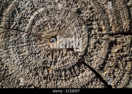 Concentric circles on the end of a fencing pole made of timber Stock Photo