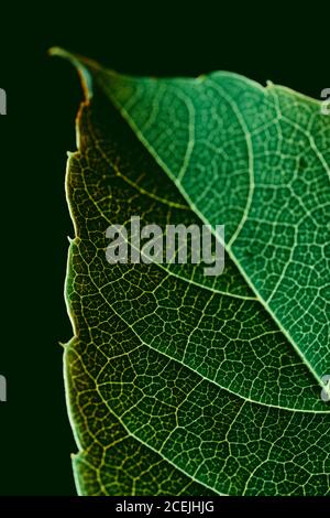 Closeup macro shot of green leaf with white veins on black background Stock Photo