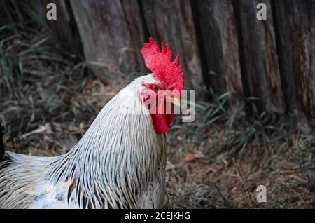 Hens feed on the traditional rural barnyard at sunny day. Detail of hen head. Chickens sitting in henhouse. Close up of chicken standing on barn yard Stock Photo