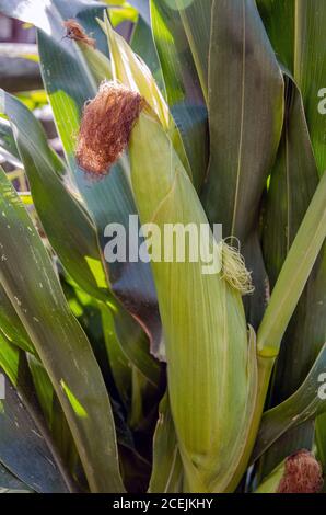 A selective focus picture of corn cob in organic corn field. Stock Photo