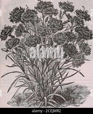 . The Maule seed book for 1922. ght of 20 to 30feet with beautiful deeply laciniatedleaves and just covered with intense cardinal red flowers from mldsum-mertillfrost. Flowers measure IJ^ to 2 inches across and are borne Inclusters of 5 to 7 blooms each. Packet, 15 cents; 3 packets, 25 cents. CARNATIONS (Contlnuedon next page)Half Hardy Perennial The so-called carnations have Mithin recent decades developed Intotypes of rare beauty and fragrance. No flowers are more lovely. 1191 CHABAUDS PERPETUAL EARLY FLOWERING,MIXED COLORS. Large flowers in all the beautiful shades. Bloomsin 5 months after Stock Photo
