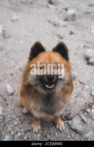 From above shot of adorable Elo dog sitting on rocky ground in countryside Stock Photo