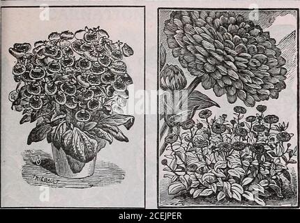 . The Maule seed book for 1922. WER (Poor Mans Orcliid)Hardy Annual This splendid annual blooms In lavish profusion. Colors purple, whlland rose. Very satisfactory for vases or bouquets. If the seed is sowin the autumn, admirable pot plants may be had for the house. 1152 AVISETONENSIS MIXED. A most valuable strain of thclass, bearing countless butterfly-like flowers in a bewildering range (color, from pure white through the various shades to pink, crimson anmauve. Flowers larger than in the ordinary type of this variety. :Is of easy culture and largely used as a pot plant. Packet, 15 cents. 11 Stock Photo