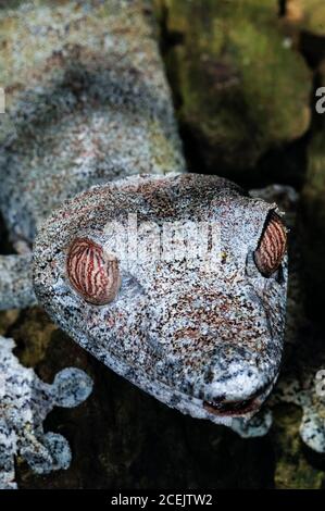 common flat-tail gecko, Uroplatus fimbriatus, Ranomafana National Park, Madagascar Stock Photo