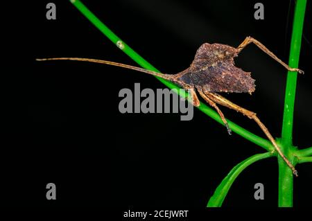 Dead-leaf mimic katydid, Typophyllum sp., Tambopata National Reserve, Madre de Dios Region, Tambopata Province, Peru, Amazonia