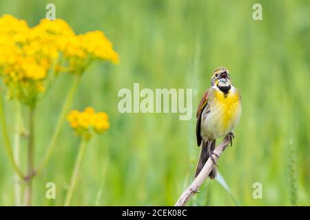 01542-01208 Dickcissel (Spiza americana) male singing Marion Co. IL Stock Photo