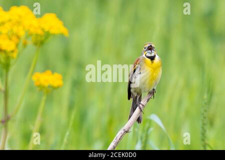 01542-01210 Dickcissel (Spiza americana) male singing Marion Co. IL Stock Photo