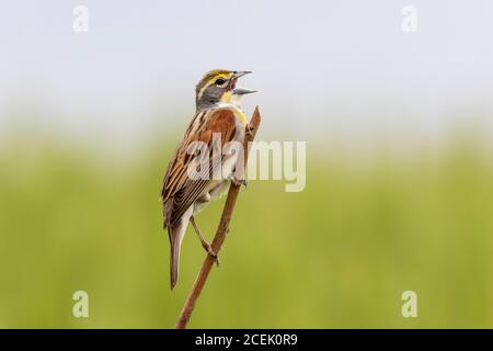 01542-01308 Dickcissel (Spiza americana) male singing Marion Co. IL Stock Photo