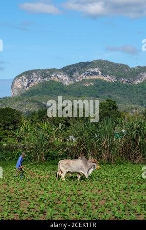Man ploughing the fields at a tobacco plantation on the famous Viñales valley, home of the best cuban cigars Stock Photo