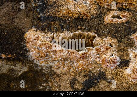 Geothermal Structures in Biscuit Basin, Yellowstone Park Stock Photo