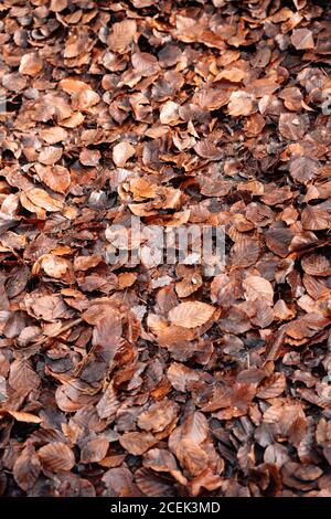 Bunch of dry leaves lying on ground on sunny autumn day in Navarre, Spain Stock Photo
