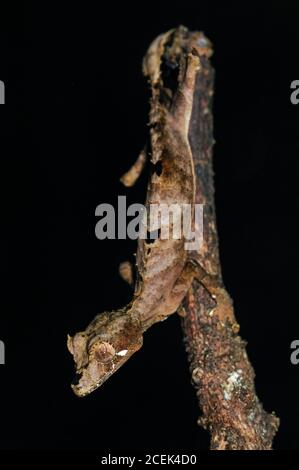 Montagne d'Ambre Leaf-Tailed Gecko, Uroplatus finiavana, Montagne d'Ambre National Park, Madagascar Stock Photo