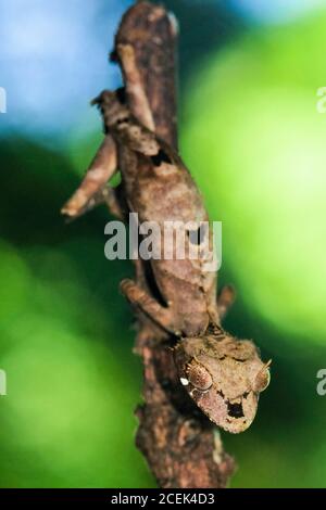 Montagne d'Ambre Leaf-Tailed Gecko, Uroplatus finiavana, Montagne d'Ambre National Park, Madagascar Stock Photo