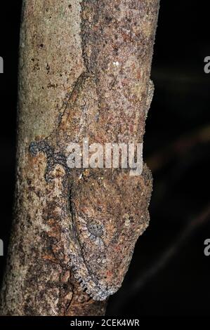 Henkel's Leaf-tailed Gecko, Uroplatus henkeli camouflaged on tree trunk, Ankarana National Park, Madagascar Stock Photo