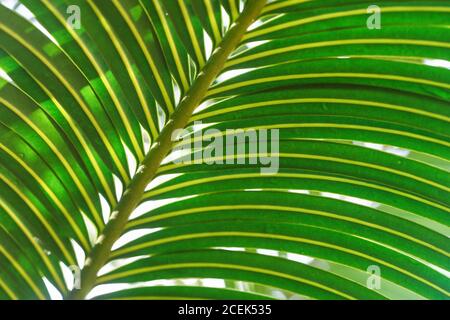 Close up of palm leaf - sun shines through in background, abstract tropical background Stock Photo