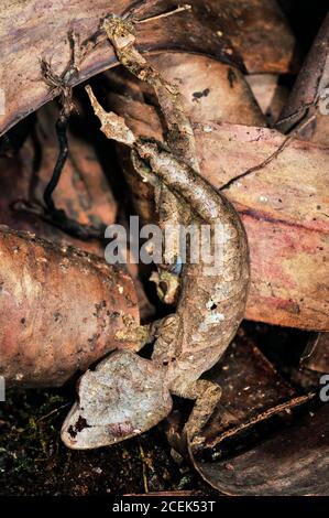 spearpoint leaf-tail gecko,, Uroplatus ebenaui, Nosy Be, Madagascar Stock Photo