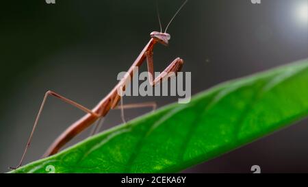 baby praying mantis on a green leaf, slim and fragile insect but dreadful predator for the small ones. macro photo of the tropical wildlife. Stock Photo