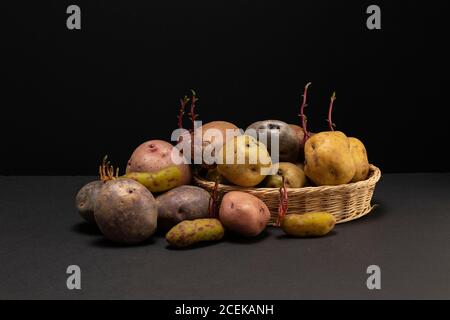 Still life of vegetables in low key. Different types of vegetables in studio shot. Three kinds of potatoes and olluco sprouts in a basket. Stock Photo