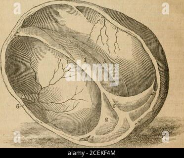 Anatomy of the heart in internal anterior view with venous and arterial ...