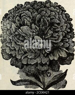 . Flowers & vegetables for 1920 springtime. Hosokawa, Light violet-blue, veined white;petals. 30c. each; $3.00 doz. Japanese Iris Flowers A mixture of magnificent named kinds,many of which sell for 50c. each and haveflowers 9 inches acrcss. |This plant is hardy.Price of plants, 15c. each, 2 for 25c;Seed packet, 30 seeds, 10c.. Fairy Rose Seed The only genuine BABY ROSE iRosa Multiflora nana Perpetua) This is the true New Hardy Hybrid Perpetual, Everblooming Rosewhich will surely blossom in sixty days. The flowers come double semi-couble, m many colors, white, pink and crimson. Packet, 3 capsul Stock Photo