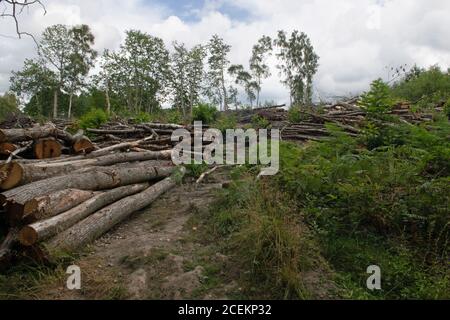 Timber in the Ashdown Forest, East Sussex, UK Stock Photo