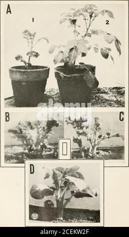 . Journal of Agricultural Research. Journal of Agricultural Research Washington, D. C. Irish Potato Foliage Degeneration Diseases Plate 2. Journal of Agricultural Research Washington, D. C. ^ 3 PLATE a A.—Plants of the Green Mountain variety exhibiting two types of mosaic symp-^toms, grown in greenhouse, i, showing marked spindling habit and reduced leafsurface accompanied by wrinkling and mottling, the extreme type. 2, foliage nearlynormal as to development but with the characteristic mottling, the mild type. Bothplants are from mild mosaic parentage but from different hills. B.—Young Green M Stock Photo