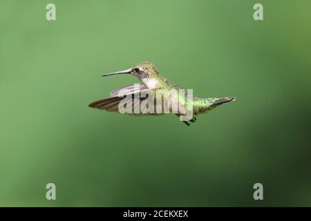 Ruby Throated Hummingbird Archilochus colubris in Flight with a natural green background
