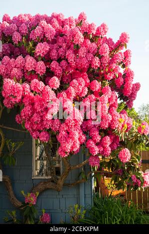 Huge pink rhododendrons in bloom that is even larger than the roof top in this beautiful springtime favorite plant. Stock Photo
