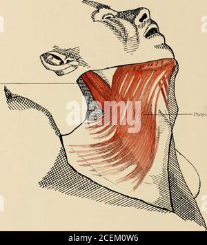 . Die Anatomie des Menschen : Mit Hinweisen auf die ärztliche Praxis : Abt. 1-6. Text und Atlas. Lig. nuchae Mm.scaleni Mediilla spinal. LangeRücken-muskeln Proc.spinös. M. trapez. Querschnitt des Halses durch das Ende des Kehlkopfes und das Ende der HalswirbelsäuleQuerschnitte der Muskeln und der Bindegewebsblätter. Musculi colli. — 25 — 3L 31 M sterno-cleido-mast.. Platysma. Musculi colli. Platysma 26 - ä2 Stock Photo