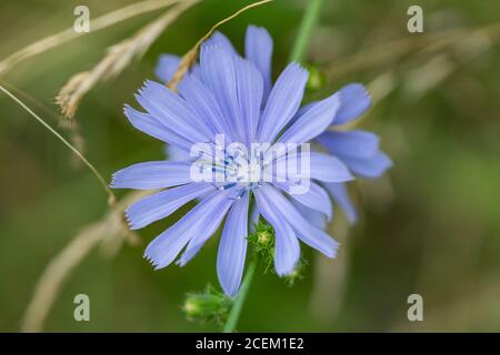 Chicory Flowers in Bloom in Summer Stock Photo