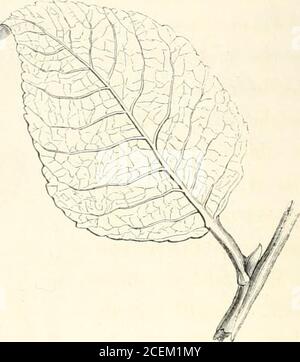 . A history of British forest-trees, indigenous and introduced. Balioo caprea. Linn.GOAT WILLOW, OR LARGE-LEAVED SALLOW. Salix caprea, Linn. sp. pi. 1448. •r Smiths Eng. Bot. 1488. Id. Eng. Flor. iv. p. 225.Forbes in Sal.Wob. No. cxxii.Hookers Br. Flor. p. 429. ed. in.Macraes Flor. Hibern part i. p. 252.Loudons Arb. Brit. ch. ciii. p. 1561. The present species, in some districts known by thename of the Saugh, is distinguished from all the otherWillows by its large ovate, or sometimes orbicular ovateleaves, which are pointed, serrated, and waved on the 1G8 SAUCACE.E. margin, beneath they are of Stock Photo