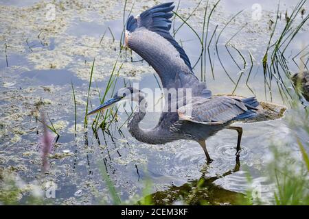 A Great Blue Heron (Ardea herodias) in shalllow pond water, wings spread ready to fly Stock Photo