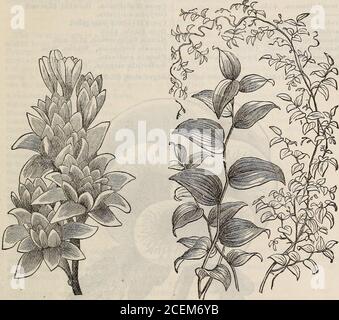 . Hovey's illustrated catalogue of new and rare plants. , forming a complete carpet of soft,silvery foliage, which covers the entire surface of the ground. 15c. each: SI.50 per dozen ; 810 per hundred. MYRSIPHYLLUM ASPARAGOIDES (SMILAX). One of the most delicate and beautiful of all climbing plants, growing rapidly, andcovering a trellis in a few weeks. The foliage is small, smooth, and glossy, and forbouquets or wreaths, or for table decoration, surpasses every other plant, it is culti-vated in large quantities for florists. 20c. each; 82.00 per dozen; $8.00 per hundred. CRAPE MYRTLE (LAGERST Stock Photo