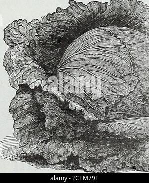 . The Maule seed book for 1922. ^f^y--^ 156 Marblehead Mammoth The Largest Headed Late Cabbage This enormous cabbage excels in size all other varieties. Under highculture it has reached the enormous weight of 50 to 60 pounds per headwith a diameter equal to that of a bushel basket, while 30 pounds perhead Is by no means rare. If you wish to have the biggest cabbage inthe whole neighborhood this Is the variety to plant. The quality andthe flavor is excellent; it produces mammoth size heads in about120 days. It is well adapted to the South; is considered one of the mostdesirable varieties of lat Stock Photo