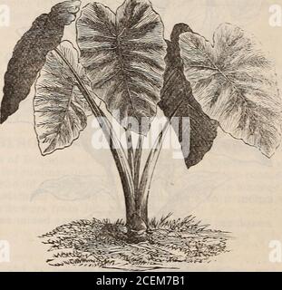 . Hovey's illustrated catalogue of new and rare plants. 1 Zebrina. Zebra-like. 20c. each-; $2.00 per dozen. NEW CANNAS. The following are some of the newest Canuas, which have been greatly improved inhabit, foliage, and particularly the flowers, many of which are very large and showy.For effective grouping and tropical eflect these (fanuas are unsurpassed. Alegatiere. Dark foliage, red flowers. i Majesteuse. Immense green leaves. Aug. Buckner. G-reen, orange flowers. M. Bermont. G-reen, orange flowers. Gloire de Provence. Green, yellow flowers. President. Bronze, clnnabar-red flowers. Helvetia Stock Photo
