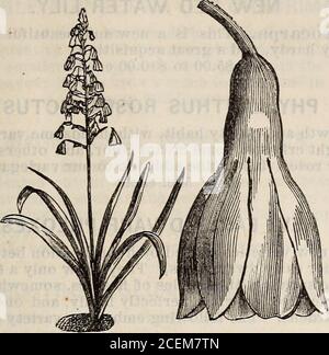 . Hovey's illustrated catalogue of new and rare plants. EGATA. A beautiful foliage plant, with dark bronzy leaves, streaked and marbled with white;very ornamental. 60c. each. HYACINTHUS CANDICANS. This new and elegant summer or autumn flowering bulb is one of the most valuableplants of recent introduction. It grows from three to five feet high, and the stemsare terminated with spikes of twenty to forty bell-shaped fiowers of snowy whiteness,somewhat resembling Lapageria alba. It is hardy, with the protection of a few leaves;blooms in September. 20c. each; .$2.00 per dozen. LILIUM HARRISII. Thi Stock Photo