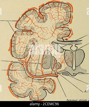 . Diseases of the nervous system : for the general practitioner and student. terior spinalartery Fig. 45.—The Arteries of the Brain. {Morris Anatomy.)(The cerebellum has been cut away on the left side to show the posterior part of the cere-brum. From a preparation in the Museum of St. Bartholomews Hospital.) 48 THE CENTRAL NERVOUS SYSTEM The middle cerebral arteries, the largest of the internal carotidbranches, supply the frontal, parietal and temporal lobes, and through theanterior perforated space branches to the basal ganglia. The latterbranches are the ganglionic. One of the lenticulo-caud Stock Photo