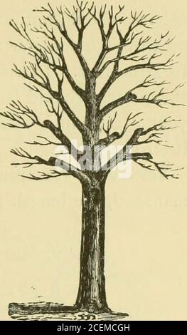 . A treatise on pruning forest and ornamental trees.. Fig. 42, 43. — Old Oaks, first pruning. well to repeat that the branches of the Beech shouldnot be shortened, unless it can be done in such a man-ner as to insure, by abundant foliage at their ends,the supply of sap necessary for the regular develop-ment of the tree. In shortening branches, it isdifficult, especially for beginners in the art of pruning,to determine the point at which the operation is bestparforraed. Practice and experience soon teach this,however; and, even if a few branches die under theoperation, no very serious damage ha Stock Photo