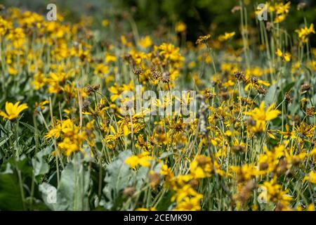 Wilting, dying Arrowleaf Balsamroot yellow daisy wildflowers, in Grand Teton National Park Wyoming. Selective focus Stock Photo