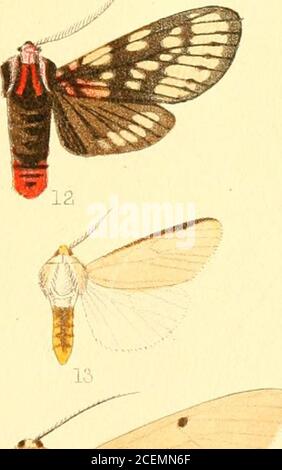 . Catalogue of the Lepidoptera Phalænæ in the British museum. 4 % J. Stock Photo